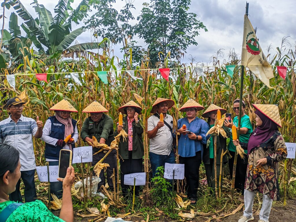 Panen Raya Jagung di SPI Sordang Nauli: Momentum Perkuat Kedaulatan Pangan
