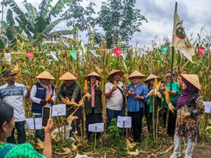 Panen Raya Jagung di SPI Sordang Nauli: Momentum Perkuat Kedaulatan Pangan