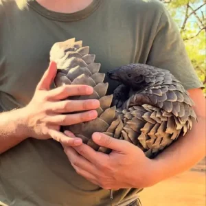 PT Medan Kurangi Hukuman Oknum Polisi, Perberat Vonis Warga Sipil dalam Kasus Perdagangan Sisik Trenggiling