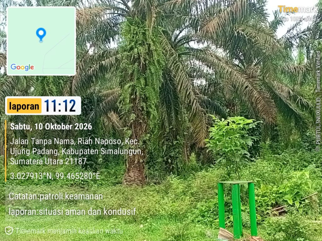 Buruknya Perawatan Kebun Jadi Sorotan, Kinerja Asisten Afdeling VI Kebun Tinjowan Dipertanyakan